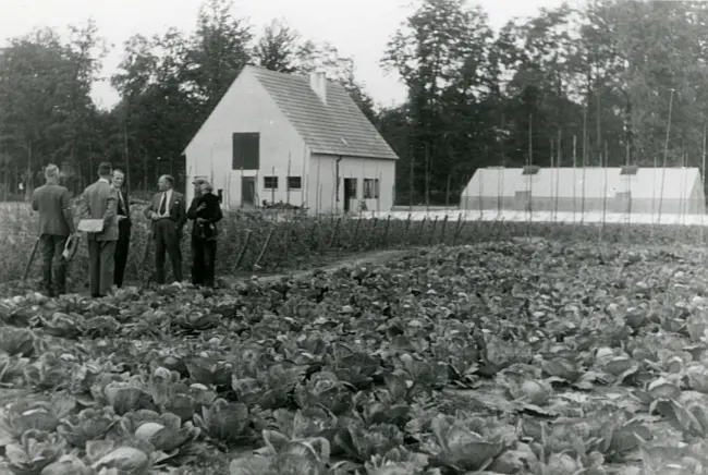Mehrere Personen sehen sich einen Gärtnereibetrieb in der Reichswaldsiedlung an; auf dem Feld wird Weißkohl angebaut; neben dem Wohngebäude befindet sich ein Gewächshaus.