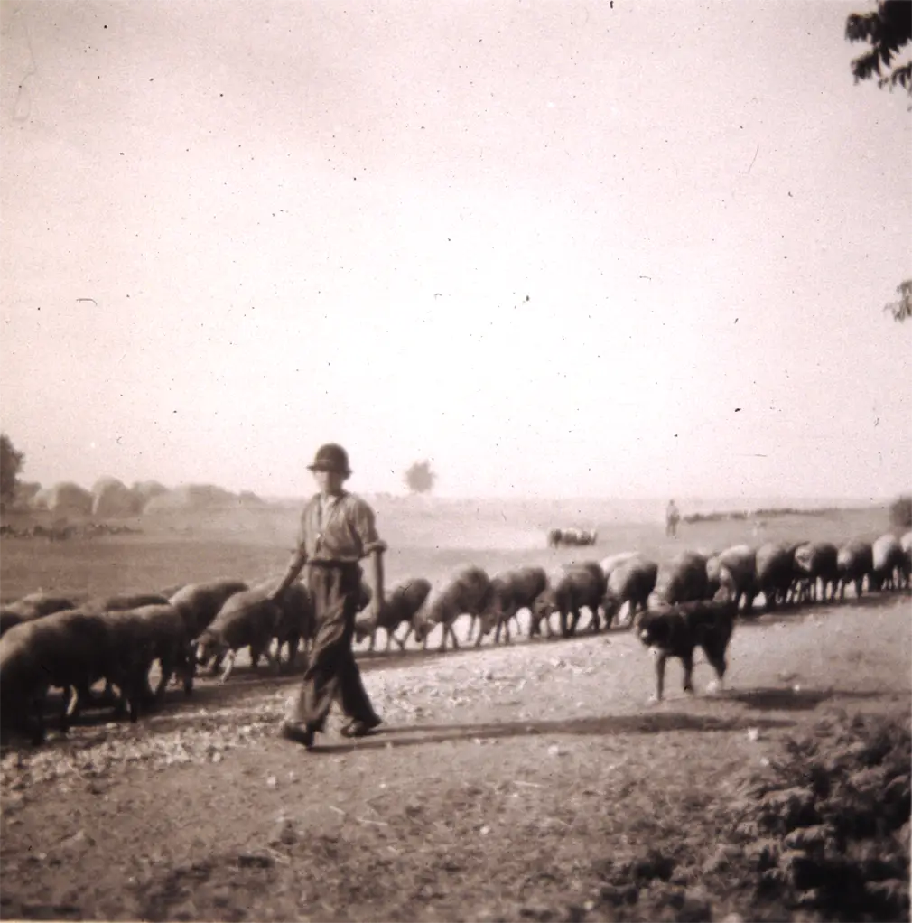 Schäfer mit Herde und Hund auf einem Feldweg.